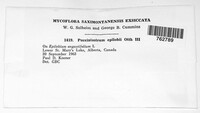 Pucciniastrum epilobii image